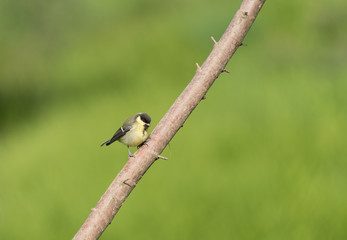 Blue Tit