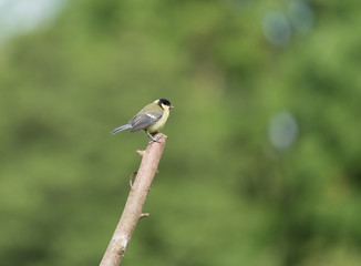 Blue Tit