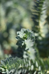 Walzen-Wolfsmilch (Euphorbia myrsinites) 