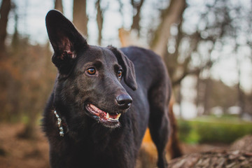 A black dog listening with one ear raised.