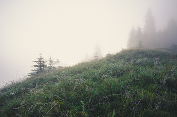 Foggy morning landscape