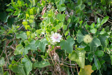 fleur sauvage réunion