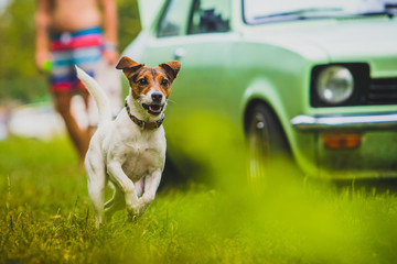 Young Jack Russel Terrier running towards the camera.