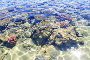 coral reef in Egypt