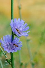 Chicory flower in nature