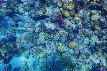 coral reef in Egypt