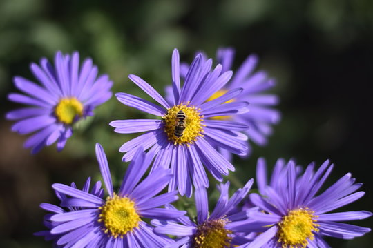 Violette Herbstastern