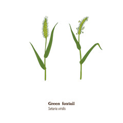 Hand drawn illustration, icon of  Green foxtail, Setaria viridis, wild millet plant. Bristlegrass  for food, forage, pasture, grazing, fodder.