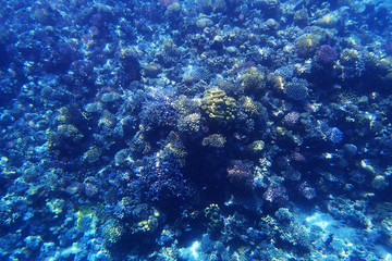 Fototapeta na wymiar coral reef in Egypt