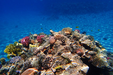 coral reef in Egypt