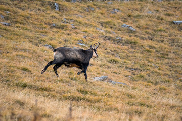 running chamois on a alpine meadow in the Swiss Alps