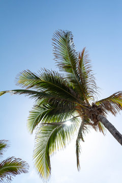 palmier soleil réunion © Louis
