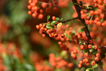 Roter Feuerdorn - Früchte