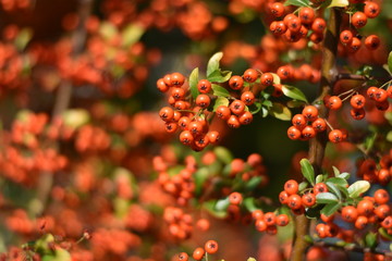Roter Feuerdorn - Früchte