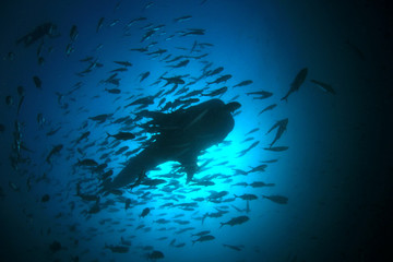 Whale Shark surrounded by fish 