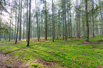 Fototapeta na wymiar Lichtstrahlen im Wald