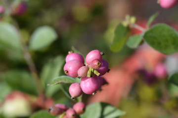 Snowberry Magical Sweet