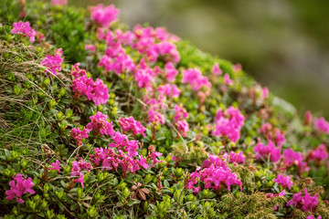 Rhododendron flowers in nature