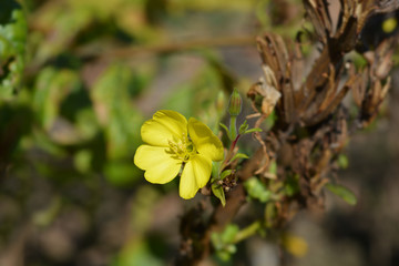 Common evening-primrose flower in garden