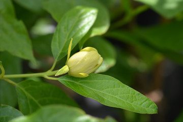 bud of a Chinese sweetshrub flower