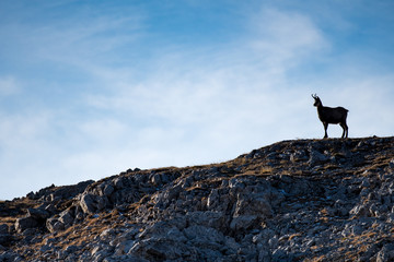 silhouette of a standing chamois in the Swiss Alps