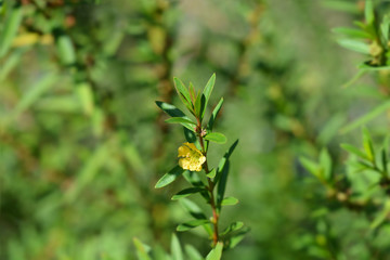 Shrubby yellowcrest