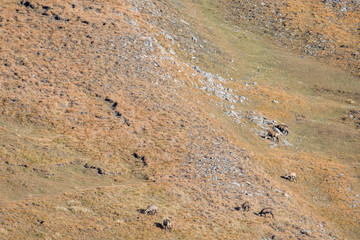 a herd of Chamois feeding on a alpine meadow