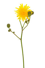 Fototapeta premium Tragopogon pratensis flower