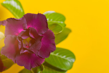 Obraz na płótnie Canvas Dark flower rose or adenium on yellow background, toned sunlight. Copyspace for text, invitation. Close up. Selective focus on petals.