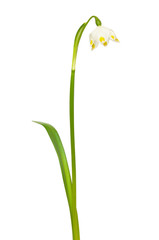 Spring snowflake (Leucojum vernum) flower