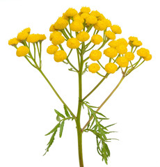 Tansy (Tanacetum Vulgare) flowers