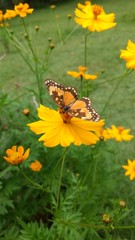 butterfly on flower
