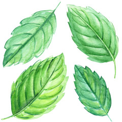 Set of mint leaves on a white background, watercolor illustration
