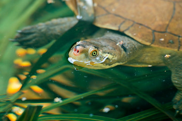 Kreffts Turtle also known as Emydura krefftii