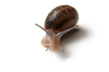 closeup of snail on white background
