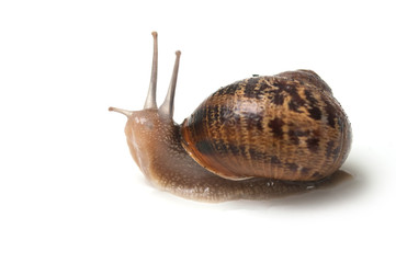 closeup of snail on white background