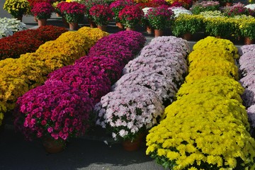 Colourful plants on sale in a market.