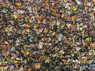 Background of yellow, orange and brown wilted leaves. Autumn, nature, season, fall concept