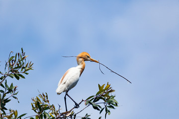 cattle- egret