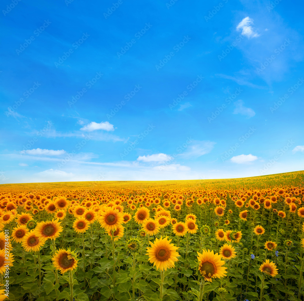 Wall mural landscape with sunflower