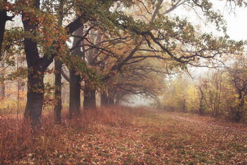 The beautiful avenue in the autumn park with a lot of trees and yellow leaves on the floor