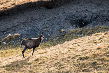 chamois on a alpine meadow in the Swiss Alps