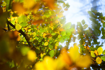 Autumn leaves on the sun