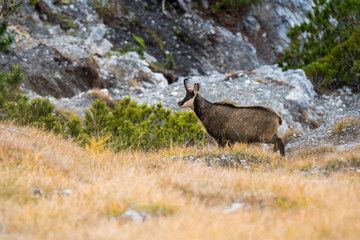 chamois on a steep slope in the Swiss Alps