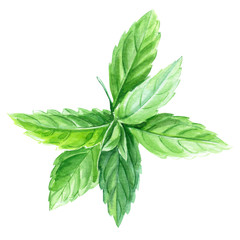 mint leaves on a white background, watercolor illustration © Hanna