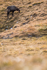 Obraz na płótnie Canvas feeding chamois on a alpine meadow in the Swiss Alps