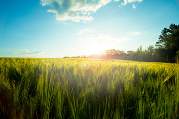 Green meadow under blue sky with clouds