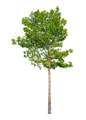 Tree isolated on white background for use in architectural design or more.