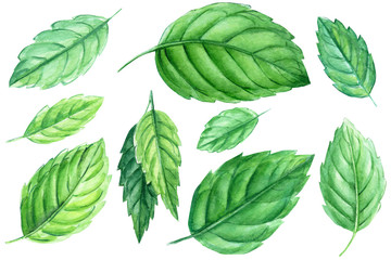 Set of mint leaves on a white background, watercolor illustration