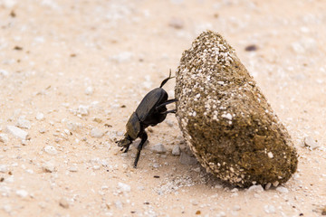 Dung beetle rolling a big ball of dung over the ground, Namibia, Africa
